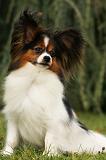 EPAGNEUL PAPILLON 020